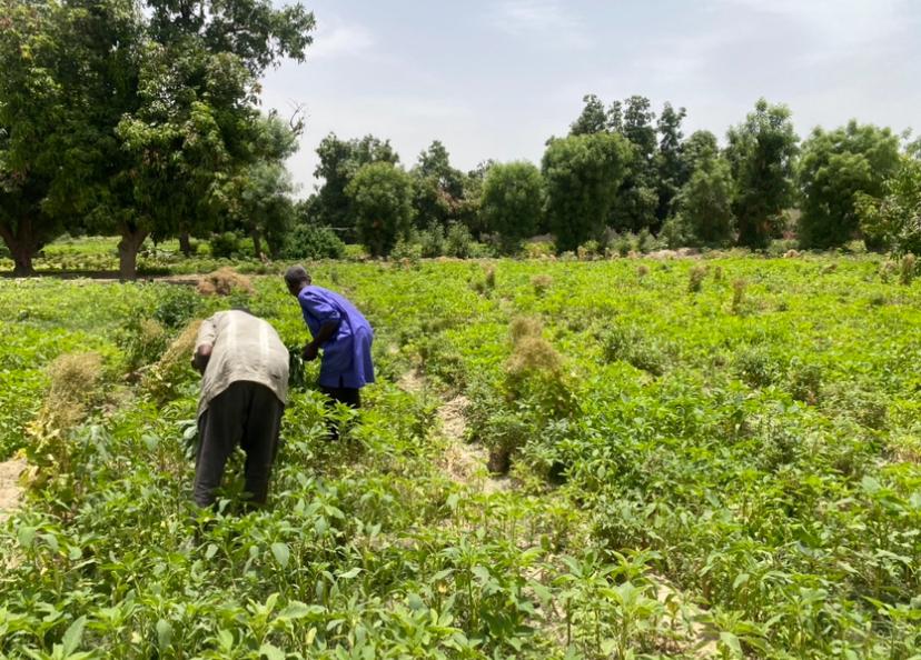 Farmers peacefully working on their farmlands before insurgents attacked and disrupted livelihoods. PhotCredit@FalmataAminaMohammed