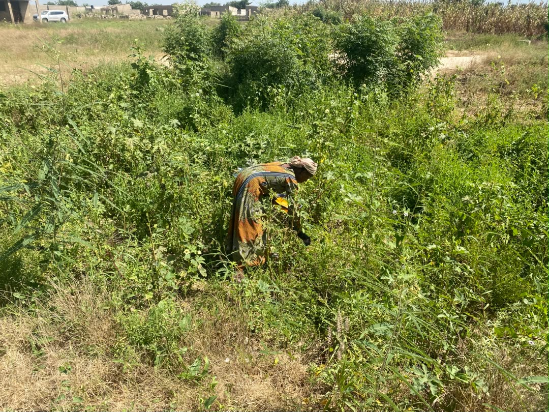 25-year-old Hauwa Mohammed, displaced 9 years ago from Dalwa, community, harvests okra from her small farm in Maiduguri. A mother of two, she uses urban farming to feed and support her family. Photo: @FALMATAMOHAMMED