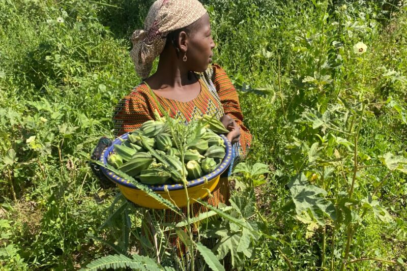 25-year-old Hauwa Mohammed, displaced 9 years ago from Dalwa, community, harvests okra from her small farm in Maiduguri. A mother of two, she uses urban farming to feed and support her family. Photo: @FALMATAMOHAMMED